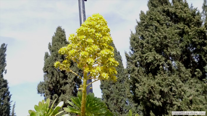 Blume in Ain Karem